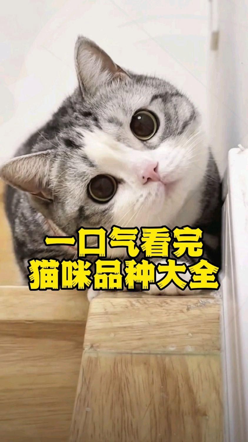 貓的品種大全，貓咪品種大揭秘 貓的品種大全，貓咪品種大揭秘 龍魚百科 第8張