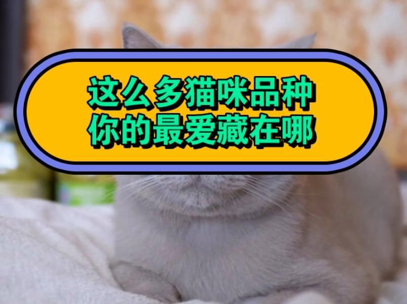 貓的品種大全，貓咪品種大揭秘 貓的品種大全，貓咪品種大揭秘 龍魚百科 第6張
