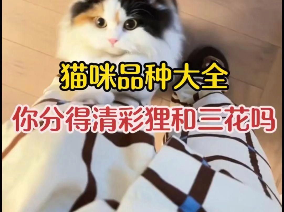 貓的品種大全，貓咪品種大揭秘 貓的品種大全，貓咪品種大揭秘 龍魚百科 第7張