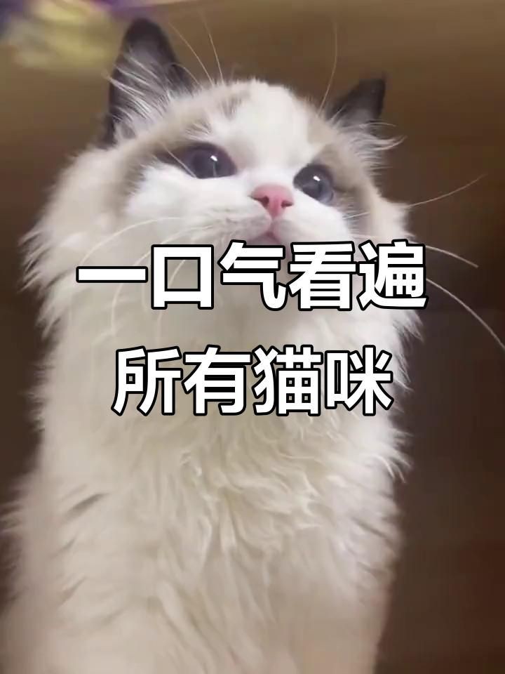 貓的品種大全，貓咪品種大揭秘 貓的品種大全，貓咪品種大揭秘 龍魚百科 第3張