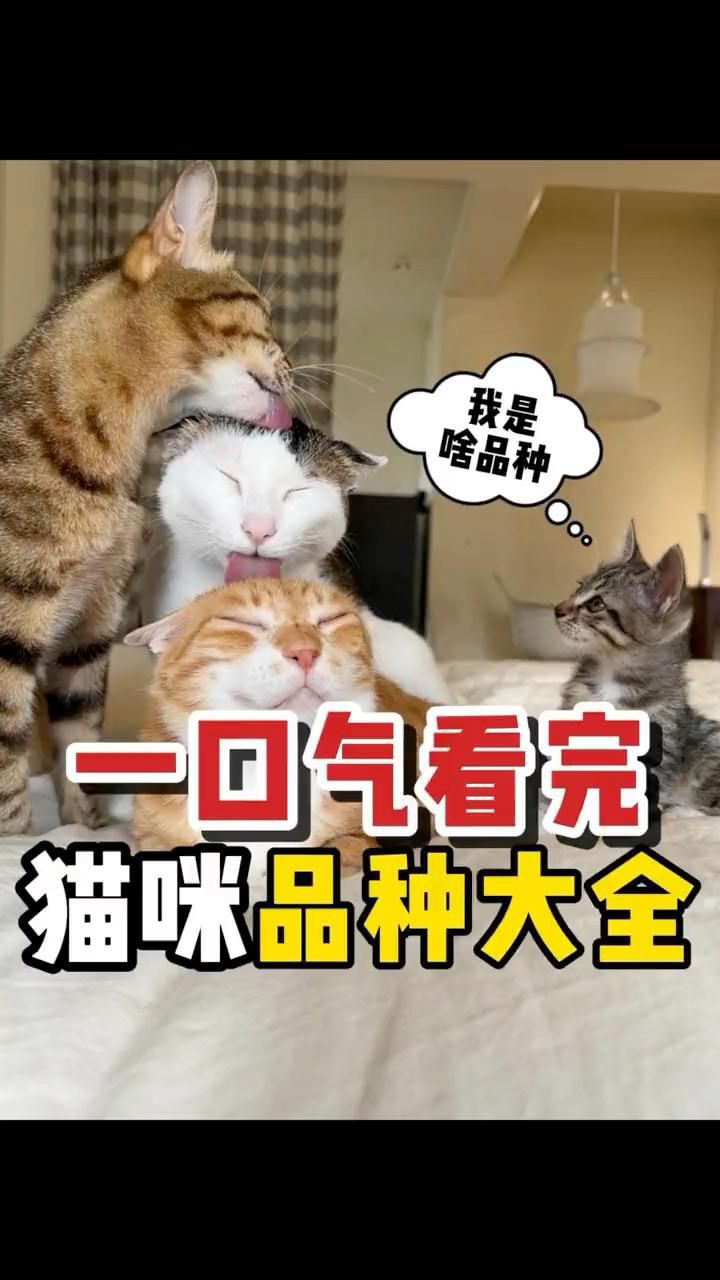 貓的品種大全，貓咪品種大揭秘 貓的品種大全，貓咪品種大揭秘 龍魚百科 第9張