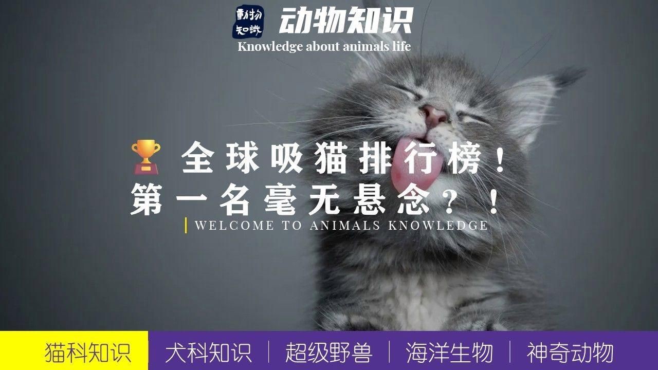 貓的品種大全，貓咪品種大揭秘 貓的品種大全，貓咪品種大揭秘 龍魚百科 第10張