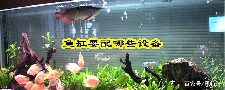 40缸養(yǎng)龍魚需要哪些特殊設(shè)備？，40缸養(yǎng)龍魚所需特殊設(shè)備 40缸養(yǎng)龍魚需要哪些特殊設(shè)備？，40缸養(yǎng)龍魚所需特殊設(shè)備 龍魚論壇 第1張