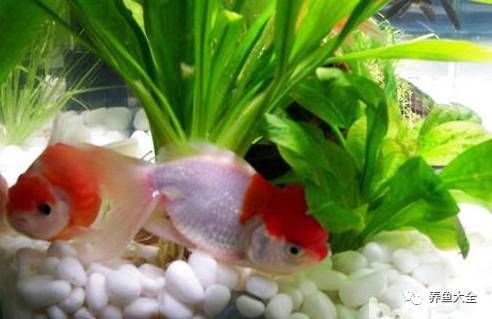 如何預(yù)防龍魚魚鰭充血？，怎么應(yīng)對觀賞魚魚鰭充血