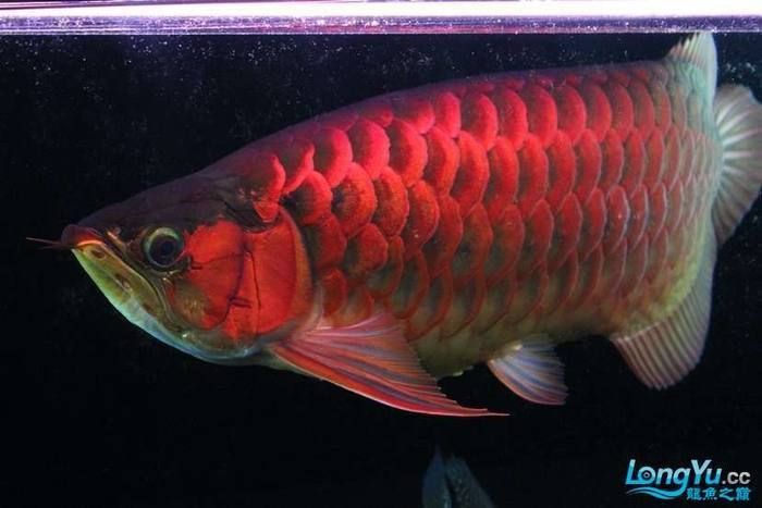 紅龍魚是雜牌子還是名牌，天天看魚看草