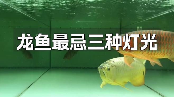 紅龍魚最忌三種燈，《紅龍魚最忌三種燈》 紅龍魚最忌三種燈，《紅龍魚最忌三種燈》 龍魚百科 第4張