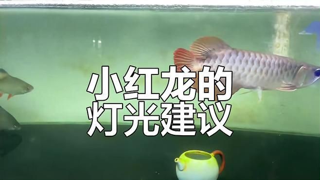 小紅龍魚用什么顏色的燈，小紅龍魚燈光選擇與擺放技巧
