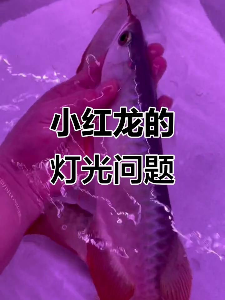 小紅龍魚用什么顏色的燈，小紅龍魚燈光選擇與擺放技巧