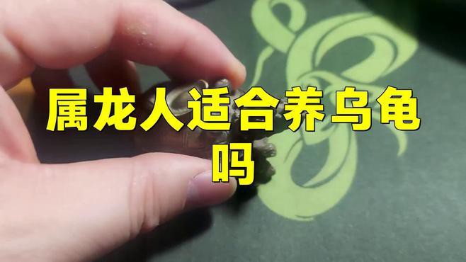 屬龍的人養龜有哪些禁忌？，屬龍人養龜禁忌