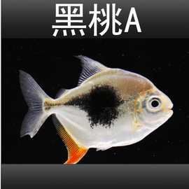 紅勾銀板魚價格2023最新價格表，2023年紅勾銀板魚市場供需情況如何區(qū)分紅勾銀板魚 紅勾銀板魚價格2023最新價格表，2023年紅勾銀板魚市場供需情況如何區(qū)分紅勾銀板魚 龍魚論壇 第8張