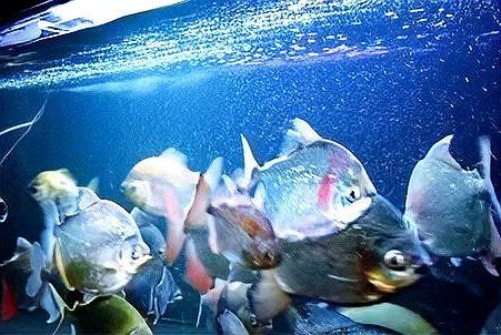 紅勾銀板魚價格2023最新價格表，2023年紅勾銀板魚市場供需情況如何區(qū)分紅勾銀板魚 紅勾銀板魚價格2023最新價格表，2023年紅勾銀板魚市場供需情況如何區(qū)分紅勾銀板魚 龍魚論壇 第6張