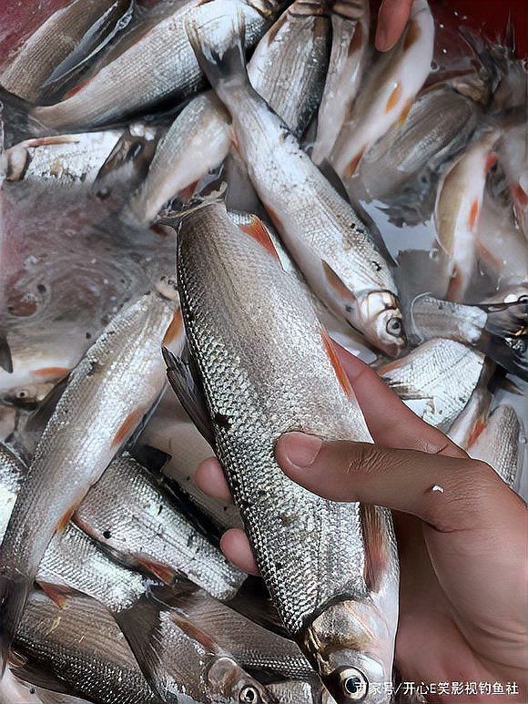 紅尾鲴魚為何不建議吃，紅尾鲴魚有哪些烹飪方法