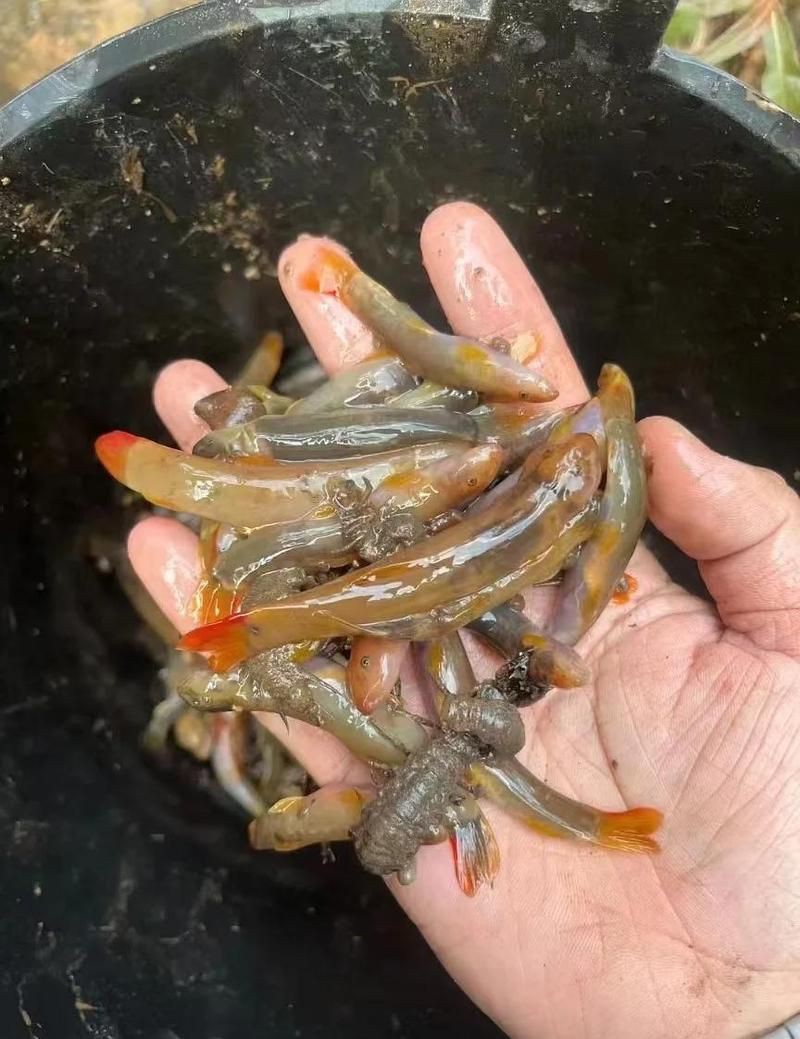 紅尾鲴魚為何不建議吃，紅尾鲴魚有哪些烹飪方法