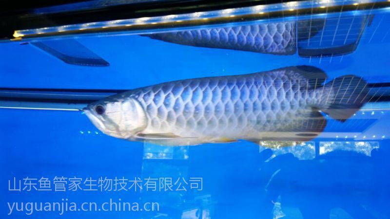 濟南龍魚店，濟南龍魚市場線上銷售渠道