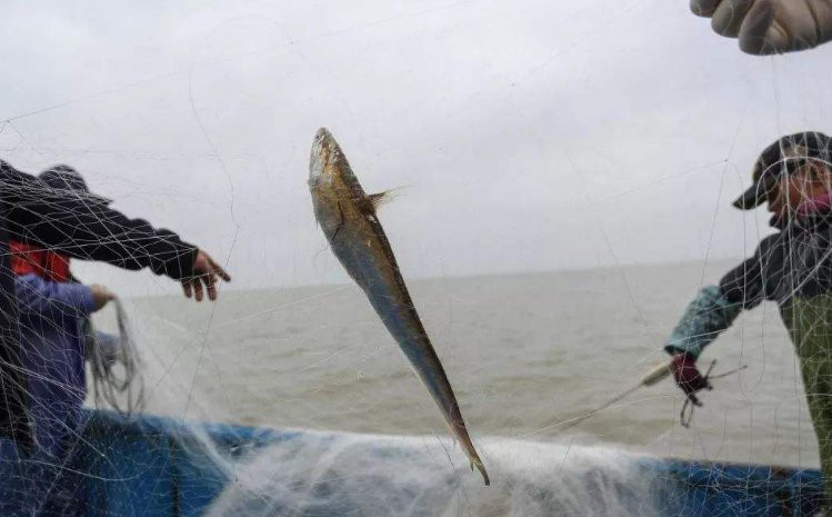 刀魚為什么養殖不了，《刀魚為什么養殖不了》刀魚為什么養殖不了刀魚 刀魚為什么養殖不了，《刀魚為什么養殖不了》刀魚為什么養殖不了刀魚 龍魚論壇 第4張
