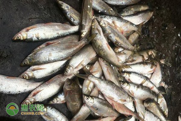 刀魚為什么養殖不了，《刀魚為什么養殖不了》刀魚為什么養殖不了刀魚 刀魚為什么養殖不了，《刀魚為什么養殖不了》刀魚為什么養殖不了刀魚 龍魚論壇 第3張