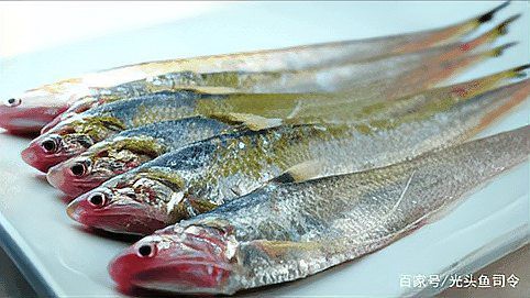 刀魚為什么養殖不了，《刀魚為什么養殖不了》刀魚為什么養殖不了刀魚 刀魚為什么養殖不了，《刀魚為什么養殖不了》刀魚為什么養殖不了刀魚 龍魚論壇 第6張