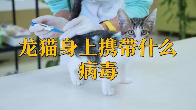 如何預(yù)防龍貓攜帶的病毒傳播？，如何預(yù)防龍貓攜帶病毒傳播 如何預(yù)防龍貓攜帶的病毒傳播？，如何預(yù)防龍貓攜帶病毒傳播 龍魚(yú)論壇 第3張