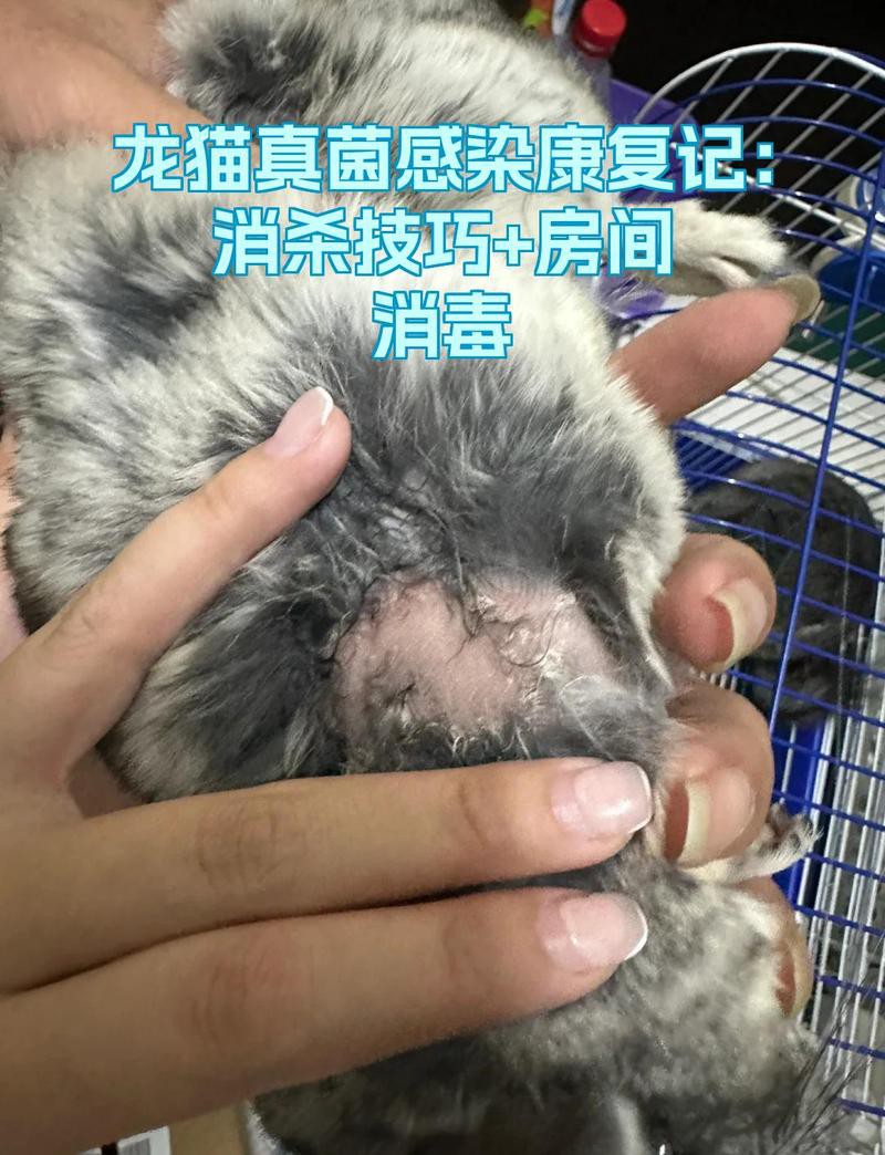 如何預(yù)防龍貓攜帶的病毒傳播？，如何預(yù)防龍貓攜帶病毒傳播 如何預(yù)防龍貓攜帶的病毒傳播？，如何預(yù)防龍貓攜帶病毒傳播 龍魚(yú)論壇 第1張