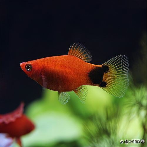 米奇魚生小魚要警惕了，米奇魚多久繁殖一次