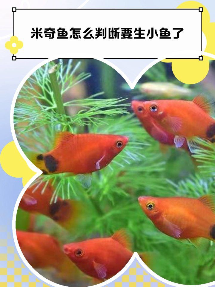 米奇魚生小魚要警惕了，米奇魚多久繁殖一次