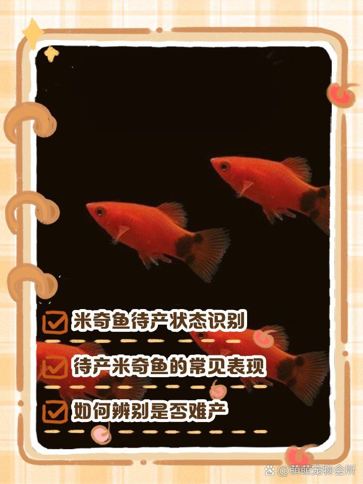 米奇魚生小魚要警惕了，米奇魚多久繁殖一次