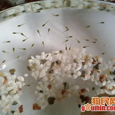 鳳尾魚長什么樣子，中國可愛的鳳尾魚