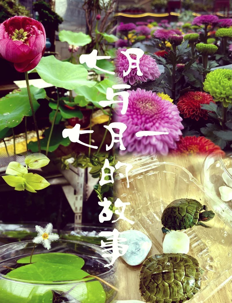 人工養殖巴西龜壽命范圍，人工養殖巴西龜的壽命范圍及其影響因素 人工養殖巴西龜壽命范圍，人工養殖巴西龜的壽命范圍及其影響因素 龍魚論壇 第4張