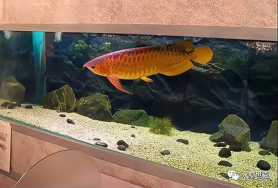 清新龍魚店，清新龍魚店年產值約10億元里水龍魚“游向”世界南海區政府網站