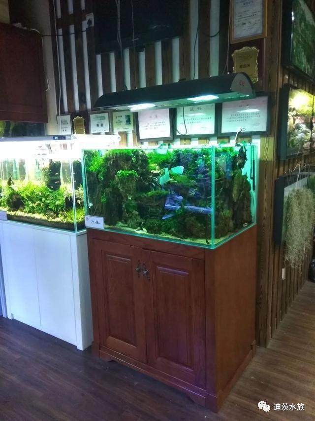 永壽水族店，永壽縣靜靜水族館