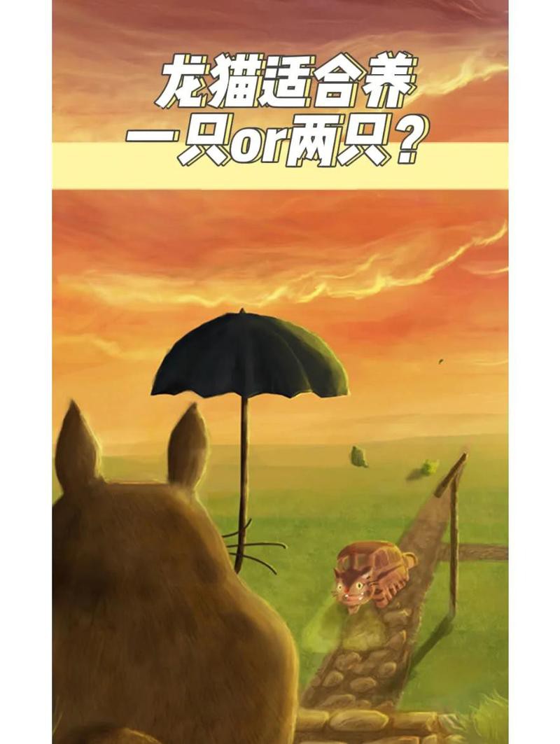 雙養龍貓需要多大的房間？，雙養龍貓需要多大的籠子，