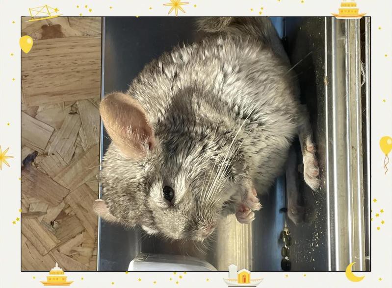 雙養龍貓需要多大的房間？，雙養龍貓需要多大的籠子，