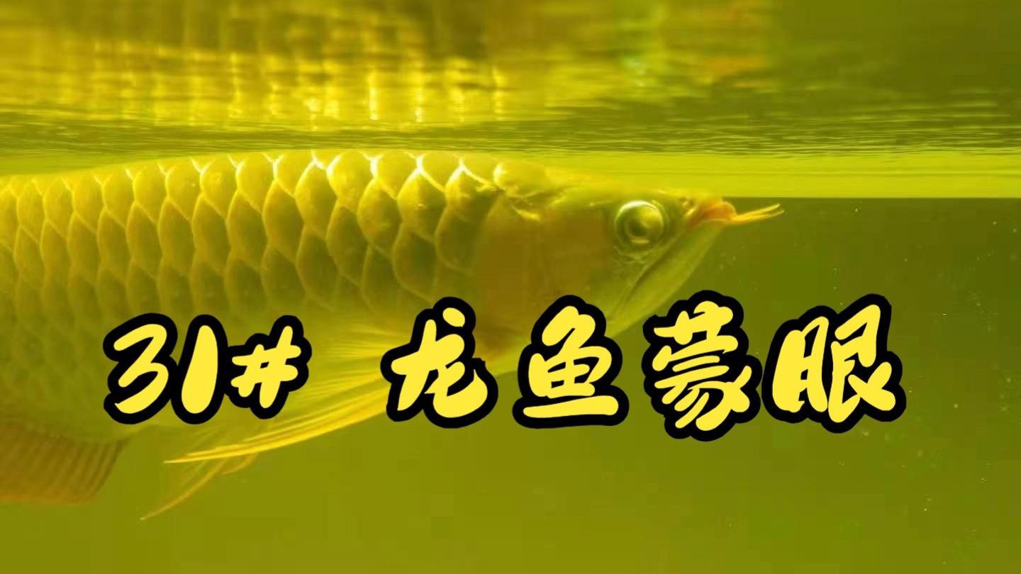 如何預防龍魚蒙眼癥的復發？，智能模式回答完成調用工具：百度健康 如何預防龍魚蒙眼癥的復發？，智能模式回答完成調用工具：百度健康 龍魚論壇 第4張