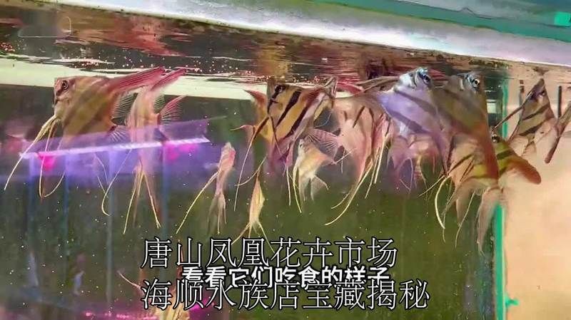 唐山水族店，唐山哪里有水族店