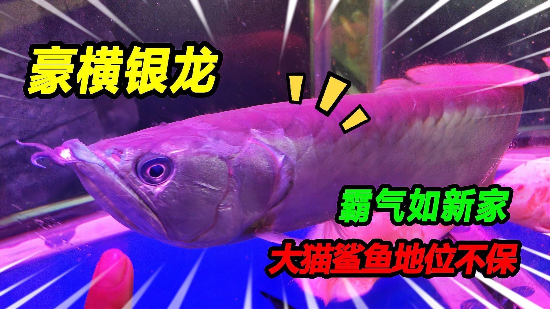 如何挑選健康的銀龍魚(yú)？，《如何挑選健康的銀龍魚(yú)》 如何挑選健康的銀龍魚(yú)？，《如何挑選健康的銀龍魚(yú)》 龍魚(yú)百科 第1張
