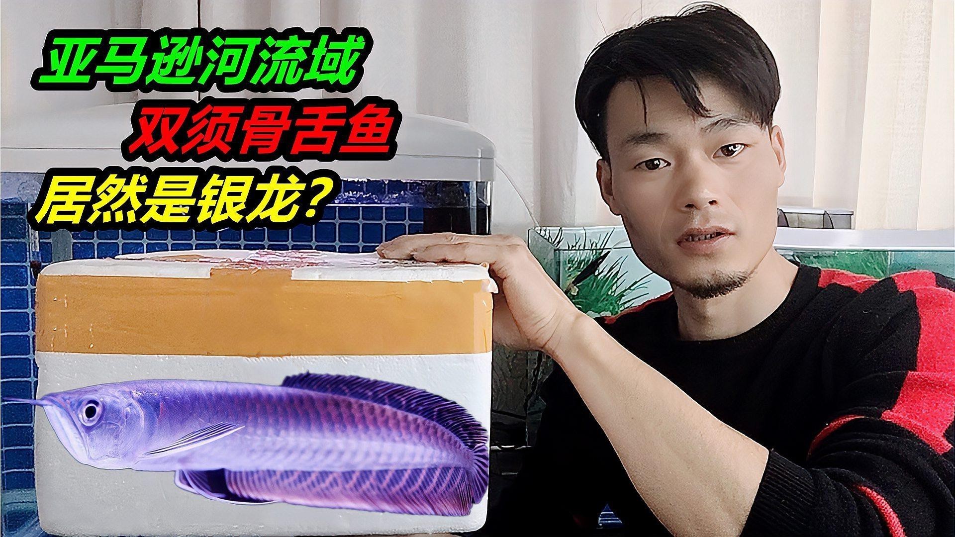 如何挑選健康的銀龍魚(yú)？，《如何挑選健康的銀龍魚(yú)》 如何挑選健康的銀龍魚(yú)？，《如何挑選健康的銀龍魚(yú)》 龍魚(yú)百科 第2張