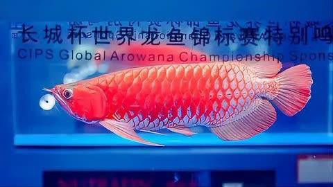 有哪些著名的紅龍魚賽事？，2021年首屆“盤古杯”世界龍魚錦標賽在廣州舉辦
