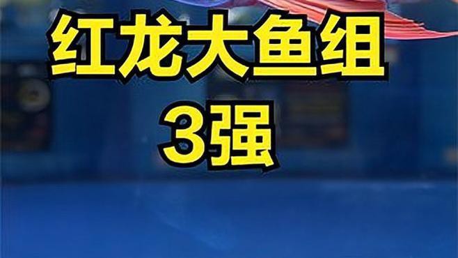 有哪些著名的紅龍魚賽事？，2021年首屆“盤古杯”世界龍魚錦標賽在廣州舉辦