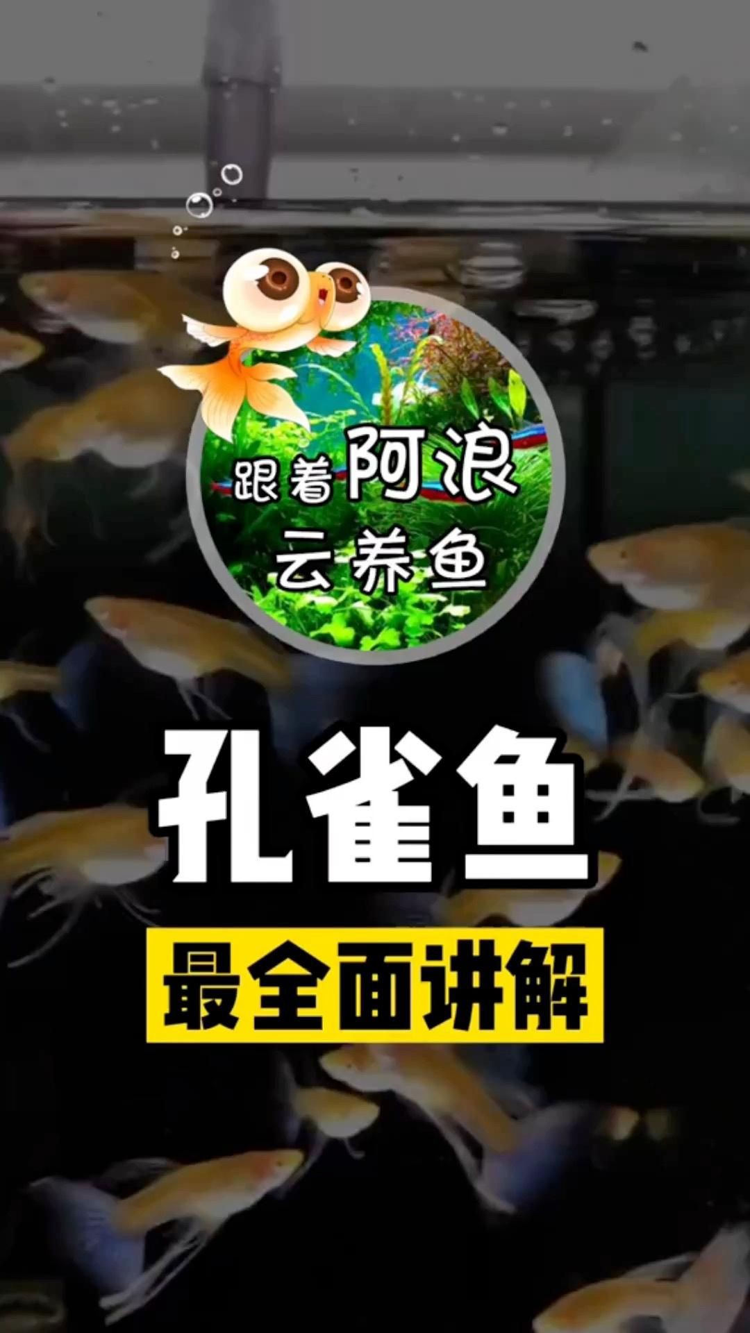 孔雀魚(yú)簡(jiǎn)介，孔雀魚(yú)——熱帶魚(yú)中的花孔雀