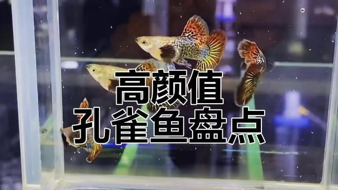 孔雀魚簡介，孔雀魚——熱帶魚中的花孔雀