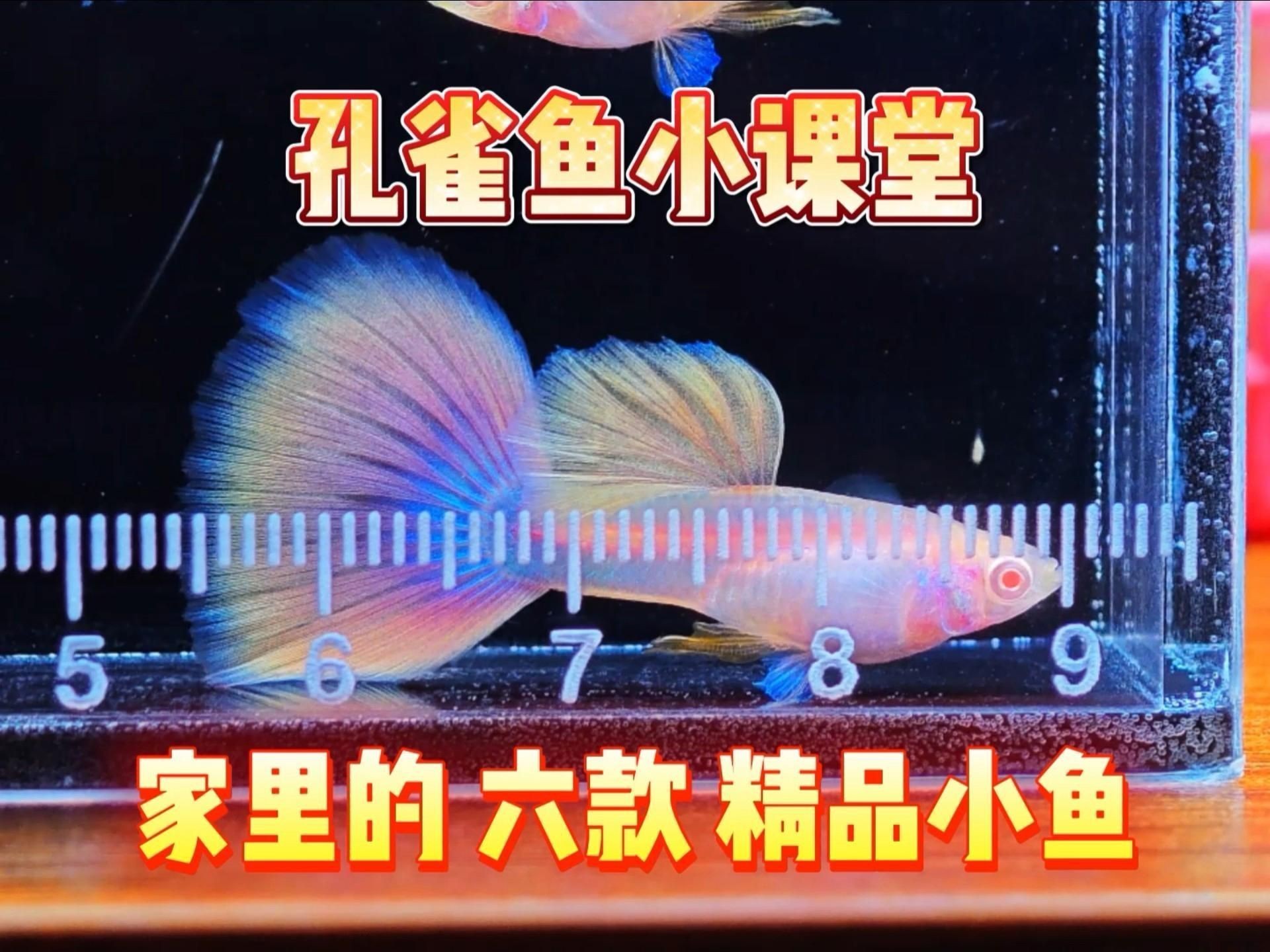 孔雀魚(yú)簡(jiǎn)介，孔雀魚(yú)——熱帶魚(yú)中的花孔雀