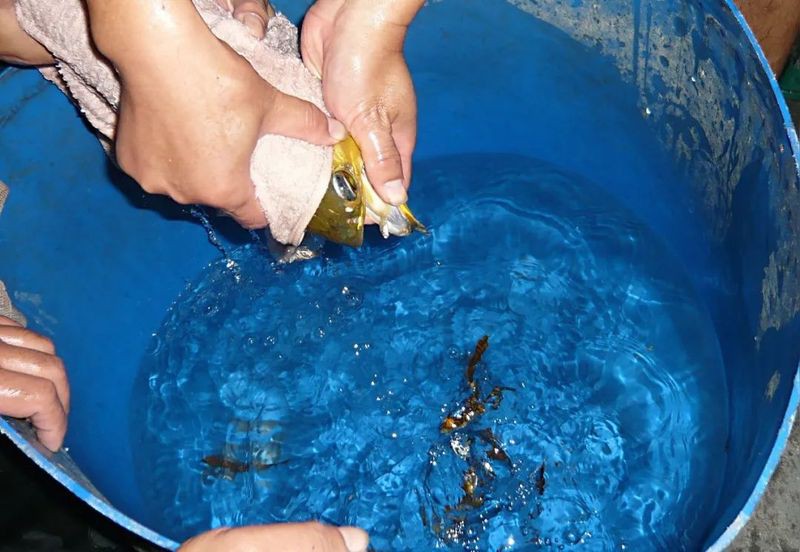 1.5米50寬的魚缸可以養幾條金龍，1.5米寬的金龍魚適宜飼養金龍魚的數量問題