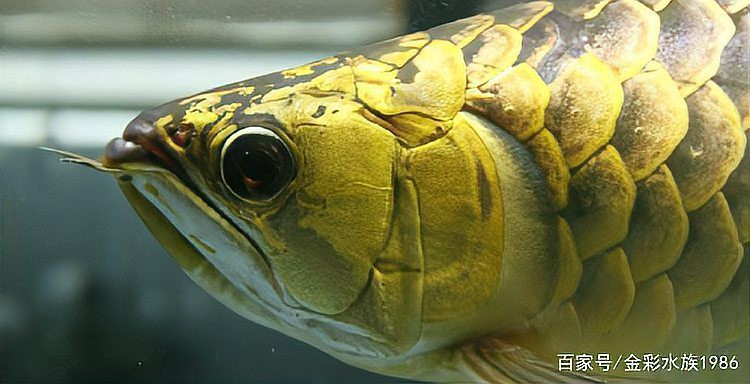 如何飼養高背龍魚以保持其鱗框？，如何飼養高背金龍魚以保持其鱗框