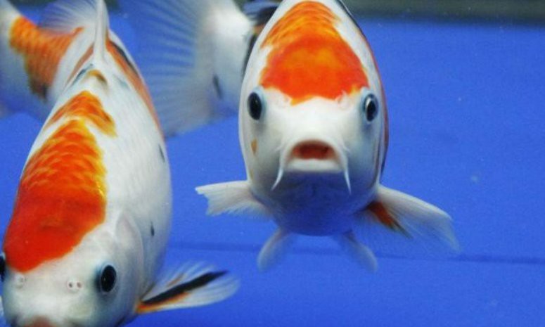 養七條魚的風水意義，七條魚的風水寓意