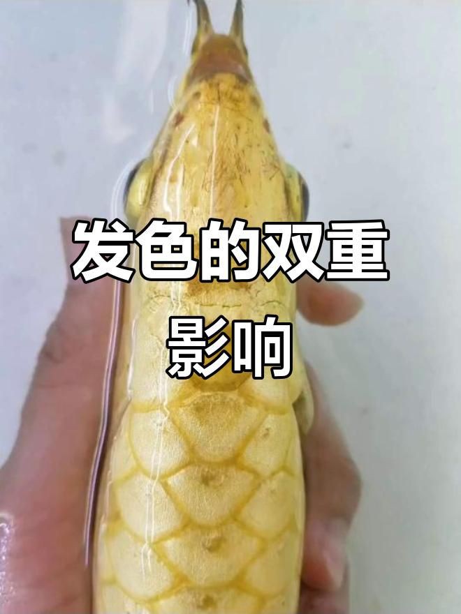 紅龍發(fā)色遺傳因素解析,嗶哩嗶哩影響觀賞魚紅龍發(fā)色的因素有哪些 龍魚百科 第2張 紅龍發(fā)色遺傳因素解析,嗶哩嗶哩影響觀賞魚紅龍發(fā)色的因素有哪些 紅龍發(fā)色遺傳因素解析,嗶哩嗶哩影響觀賞魚紅龍發(fā)色的因素有哪些 龍魚百科 第2張