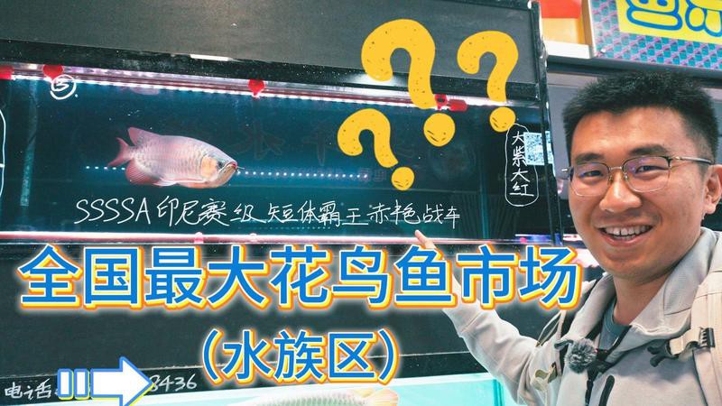 全國最大的觀賞魚批發基地，中國觀賞魚產業的黃金坐標 全國最大的觀賞魚批發基地，中國觀賞魚產業的黃金坐標 龍魚論壇 第2張