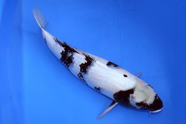 什么品種錦鯉適合缸養，\