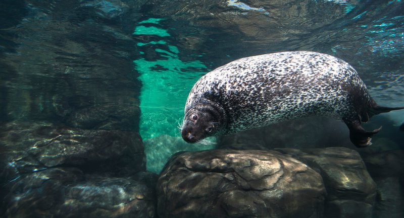 潞西水族店，潞西市芒市宏安水族館
