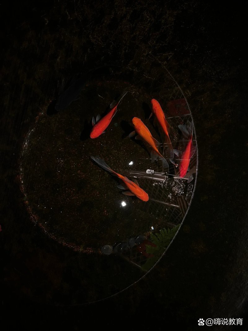 養(yǎng)魚5條不是一般人，《養(yǎng)魚5條不是一般人》