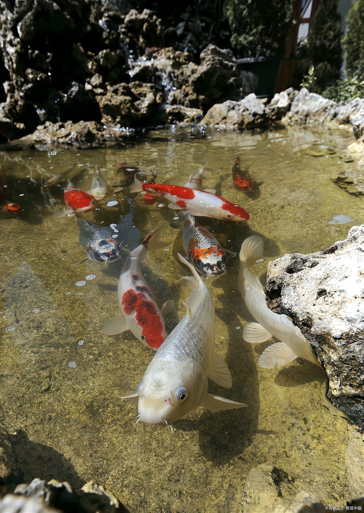 養(yǎng)魚5條不是一般人，《養(yǎng)魚5條不是一般人》